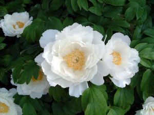 4月日 フラワーアレンジ 美しい花に心が癒されます 須賀川牡丹園 須賀川牡丹園 国指定名勝 福島県