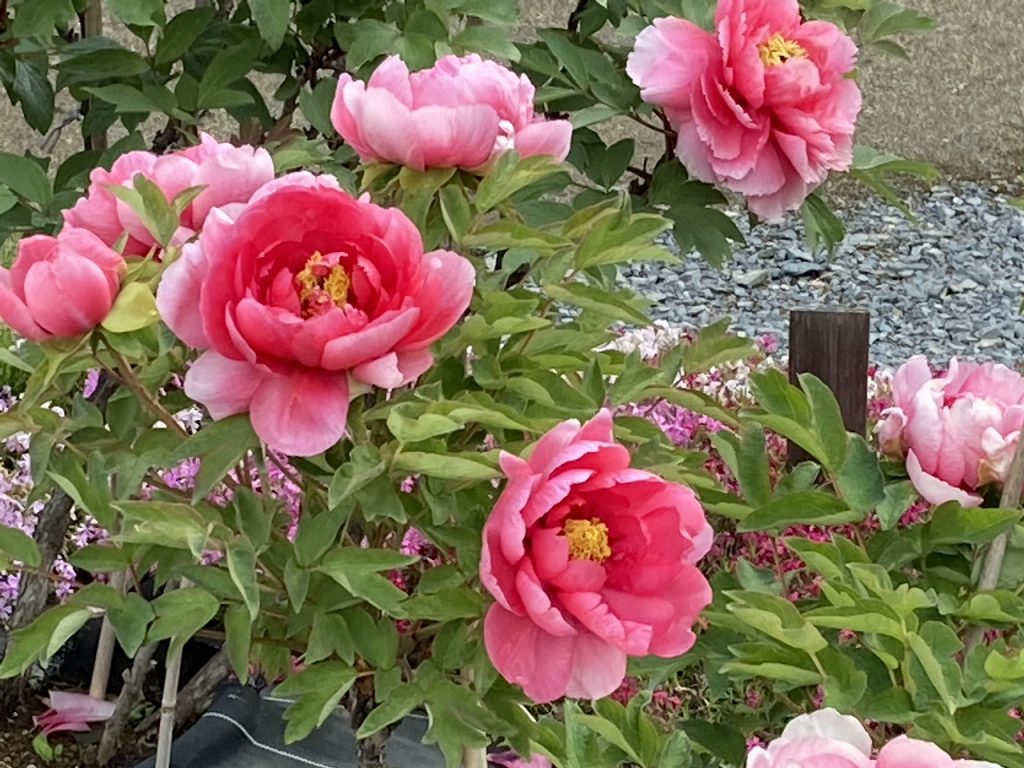 4月 21 須賀川牡丹園 須賀川牡丹園 国指定名勝 福島県 4月 21 須賀川牡丹園 須賀川牡丹園 国指定名勝 福島県