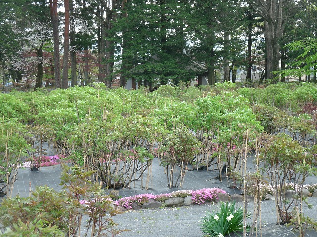 現在の圃場の様子