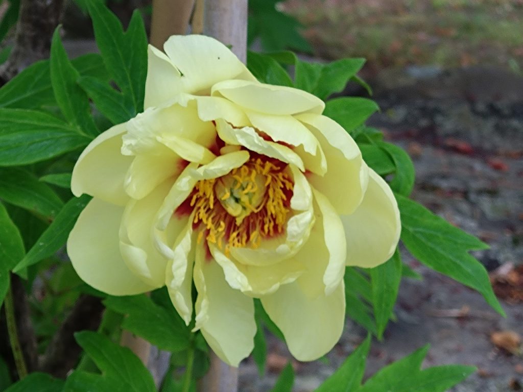 開花情報 | 須賀川牡丹園｜須賀川牡丹園｜国指定名勝｜福島県｜
